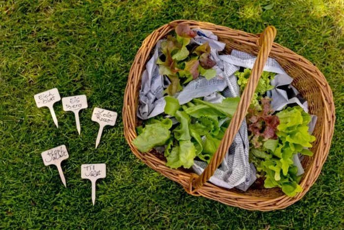 etiquettes en bois pour potager redecker